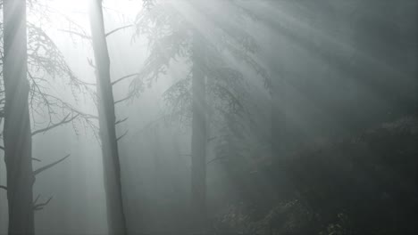 Misty-Spring-Morning-in-Pine-Tree-Forest